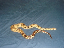 Rex