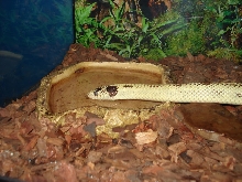 Banana Kingsnake