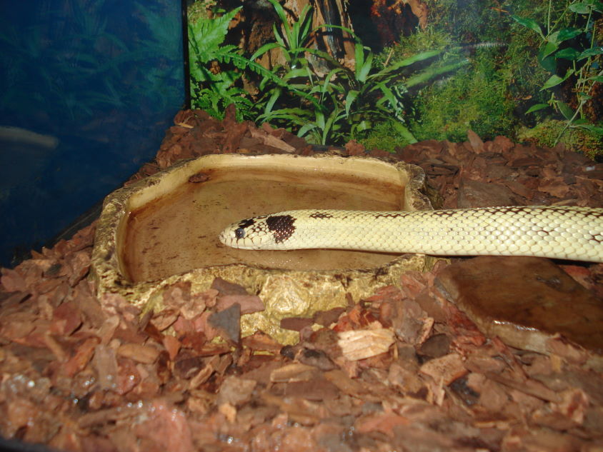 Banana Kingsnake