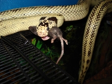 A little snack