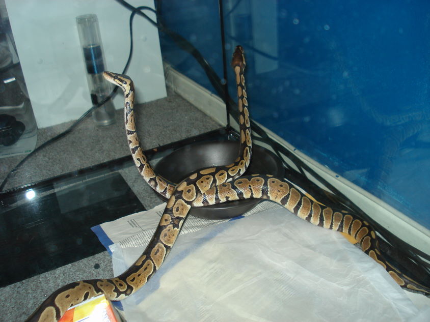 Funny snakes