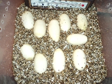 nice size eggs