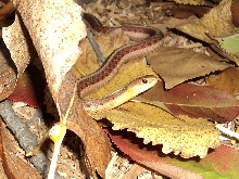 Eastern Garter