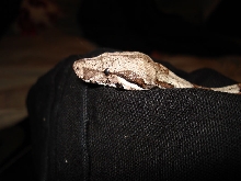 Colombian Boa, Bella