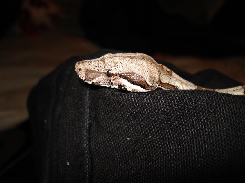 Colombian Boa, Bella