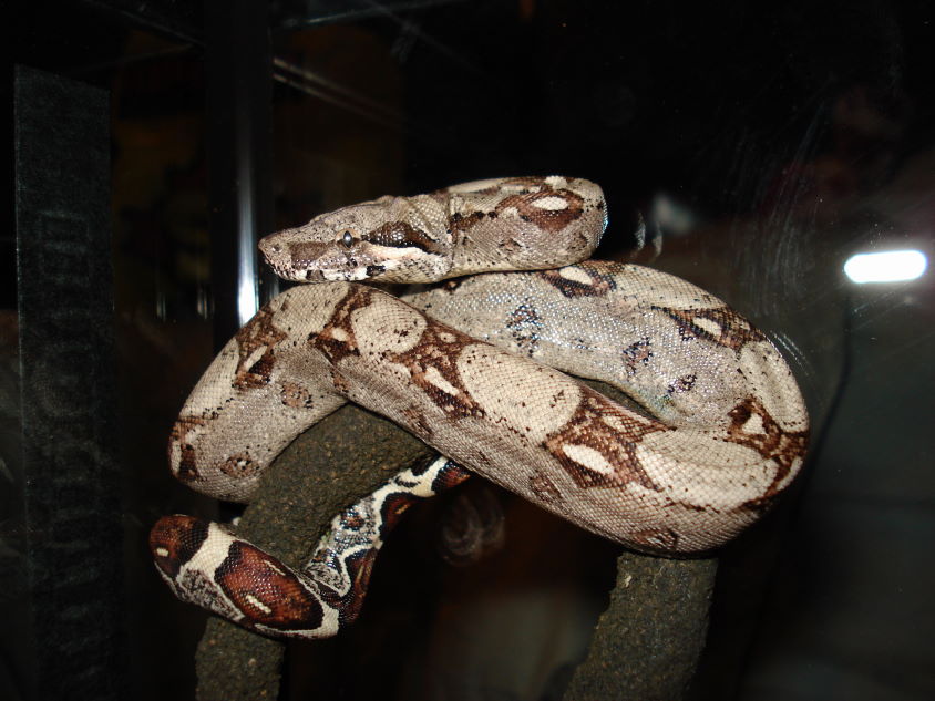 Bella the Boa