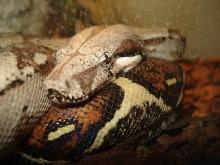BCI
