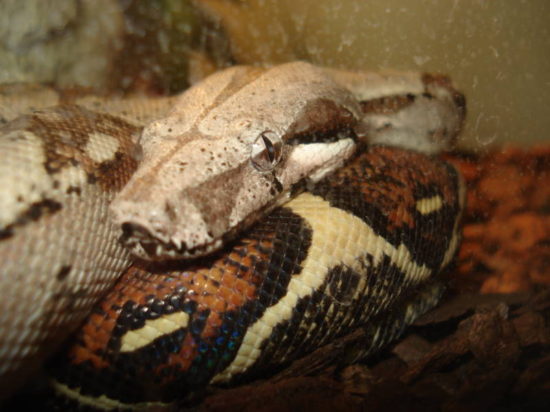 BCI