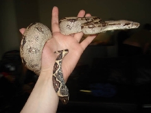 Colombian yearling female