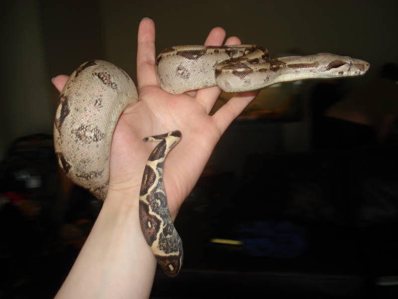 Colombian yearling female