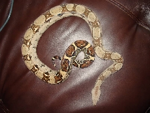 BCI