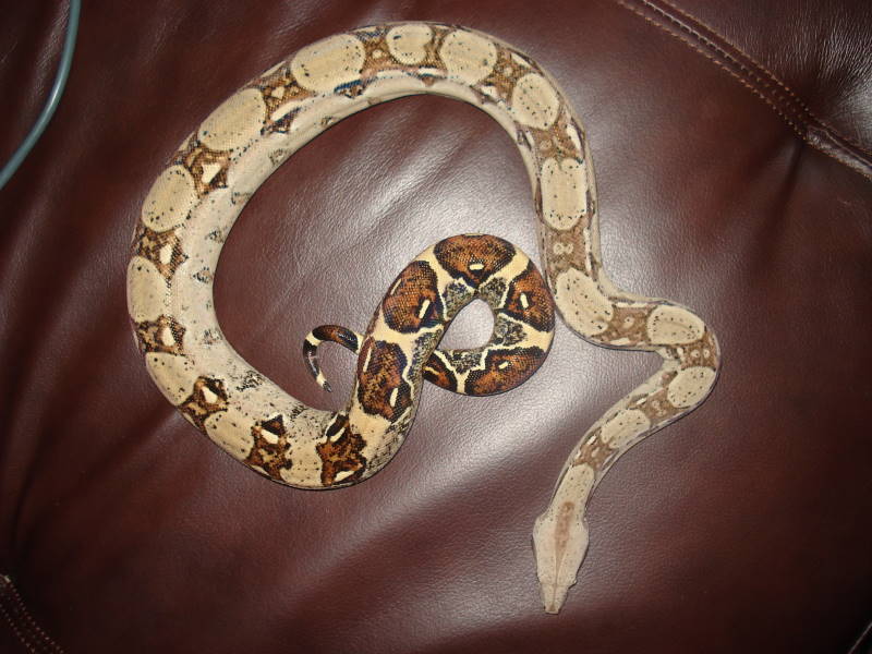 BCI