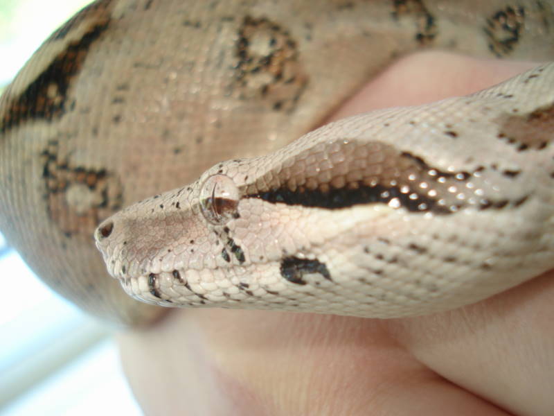 BCI