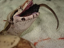 Eating prekilled mouse