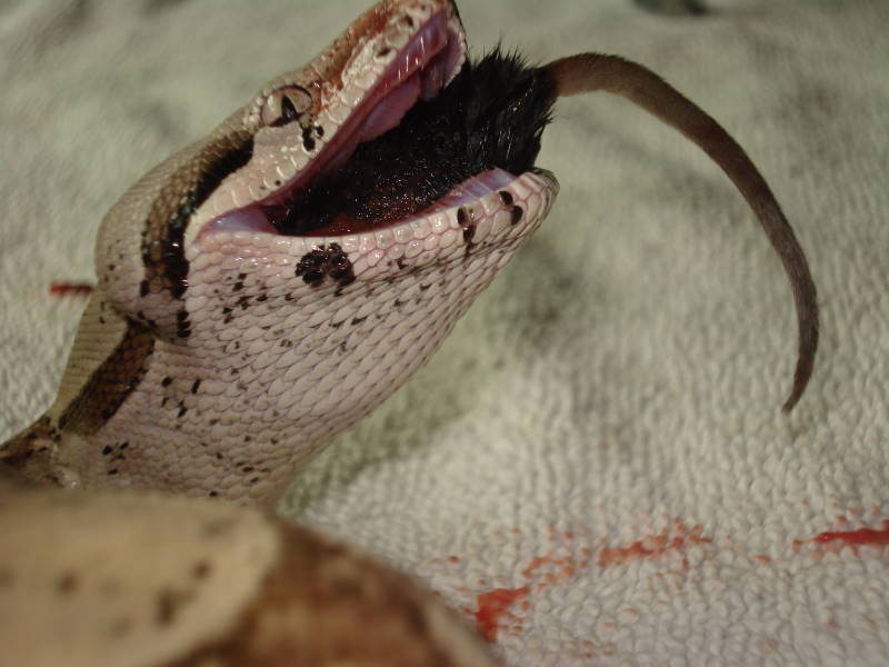 Eating prekilled mouse