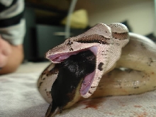 eating prekilled