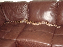 Guyana Boa