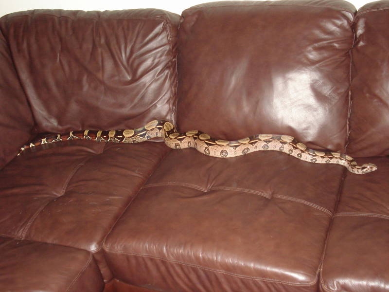 Guyana Boa