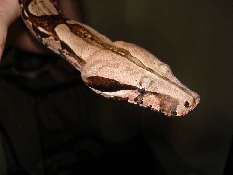 Guyana boa