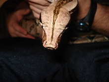 Guyana boa