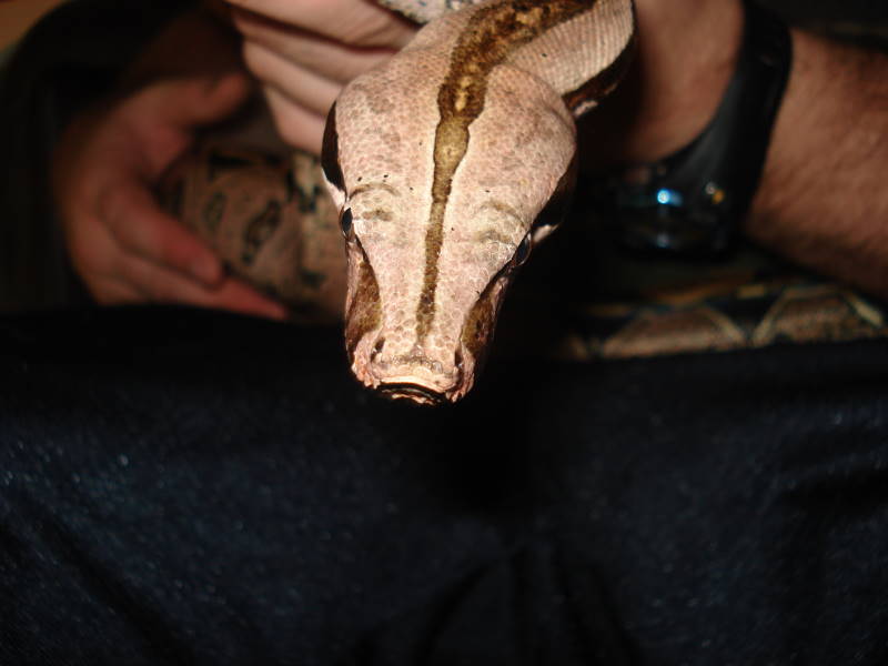 Guyana boa