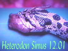 Baby simus