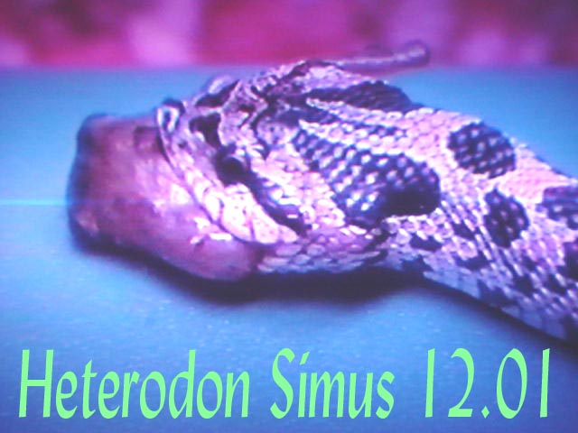 Baby simus