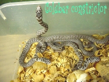 Hatchling Black Racers