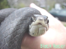 Northern Black Racer