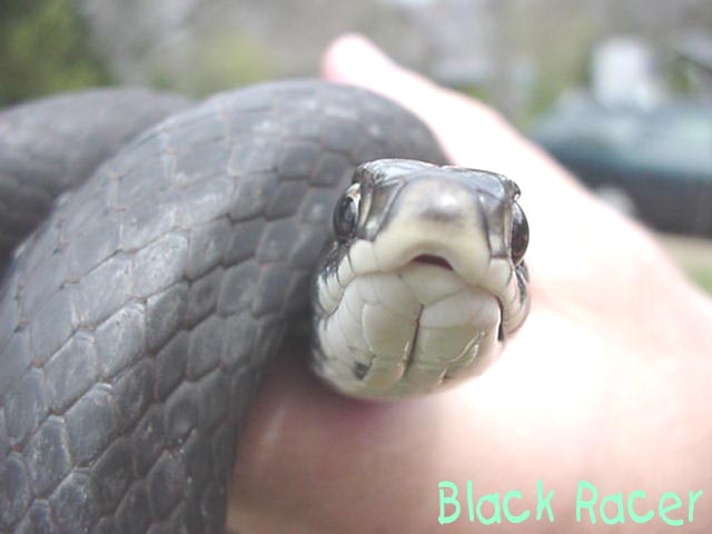 Northern Black Racer