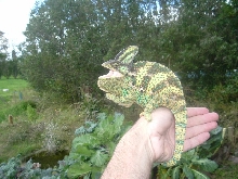 Captured Veiled Chameleon