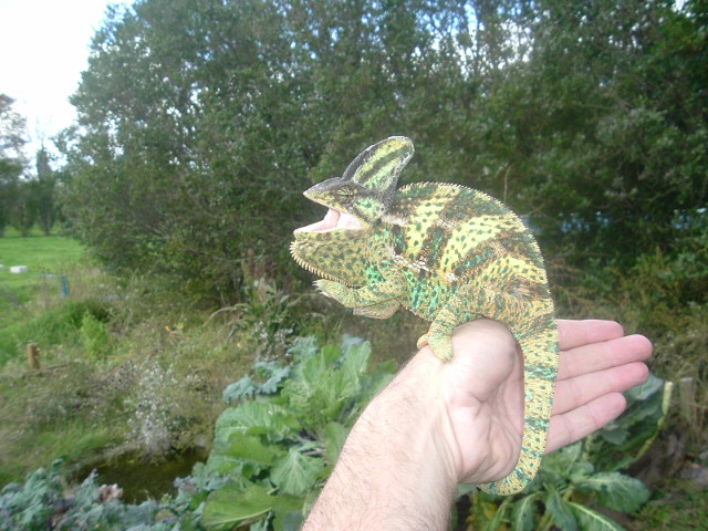 Captured Veiled Chameleon