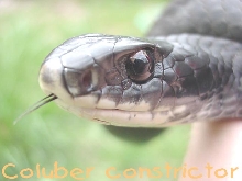 Coluber Constrictor
