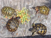 Eastern Box Turtles