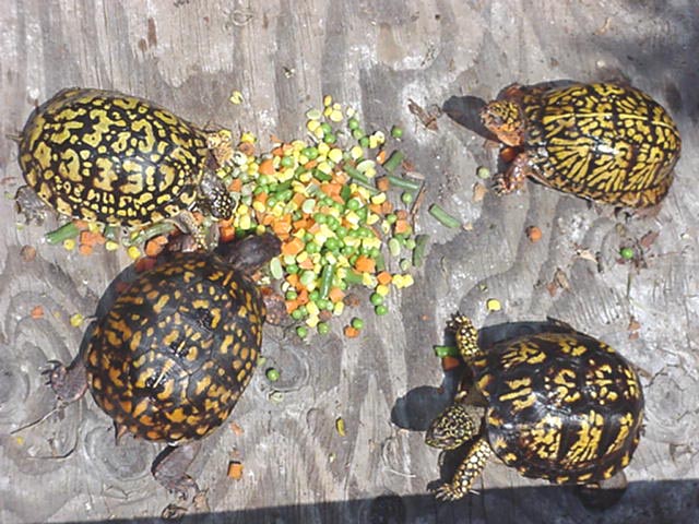 Eastern Box Turtles
