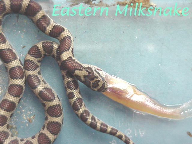 Eastern Milksnake eating fish
