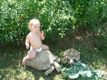Sulcata