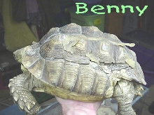 Tortoise
