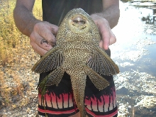 Pleco
