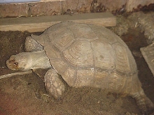 Nesting African Spurred Tortoise