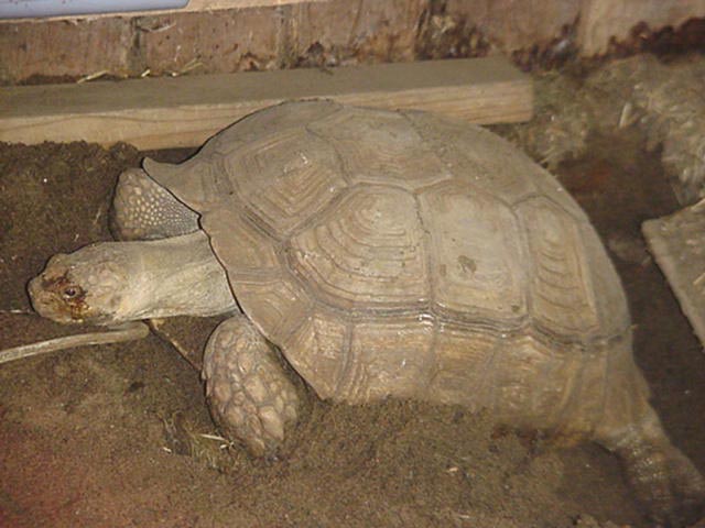 Nesting African Spurred Tortoise