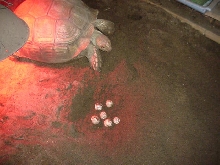 Sulcata nest