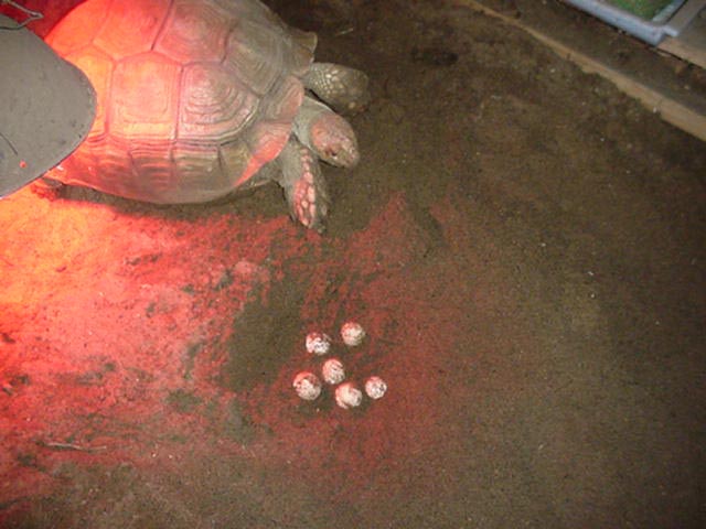 Sulcata nest
