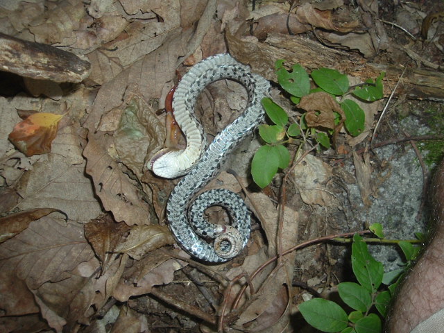 Eastern Hognose playing dead