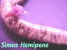 Simus reproductive organs