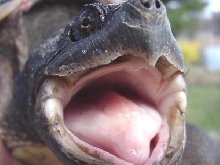 Common Snapping Turtle