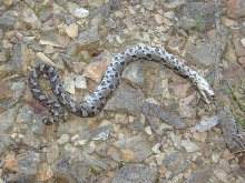 Hognose still dead