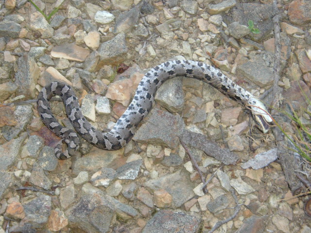 Hognose still dead