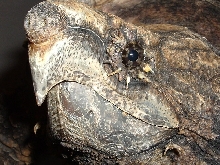Female Alligator Snapping Turtle