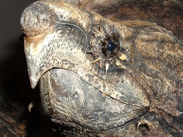 Female Alligator Snapping Turtle